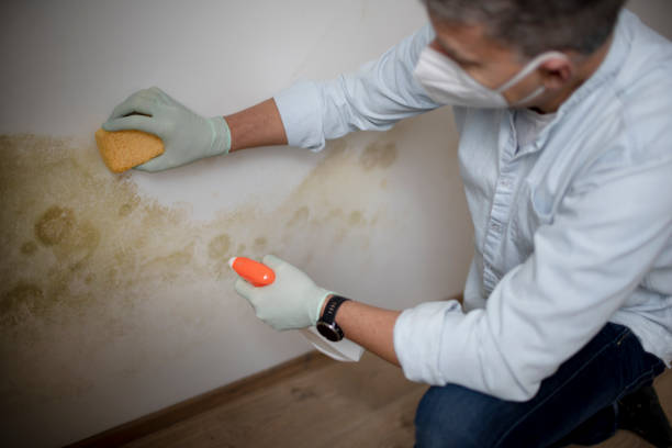 Best Mold Damage Repair  in Sunset Beach, NC
