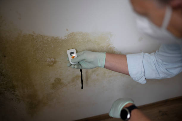 Professional Mold Removal in Sunset Beach, NC