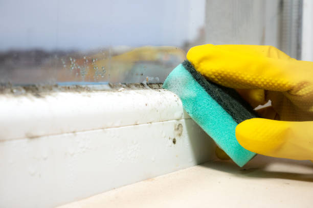 Best Attic Mold Removal  in Sunset Beach, NC