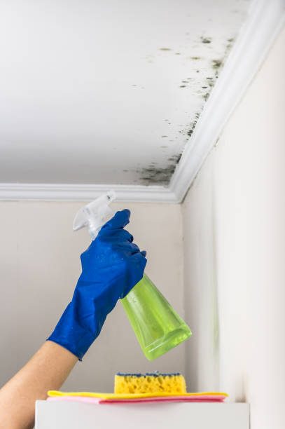 Best Toxic Mold Removal  in Sunset Beach, NC