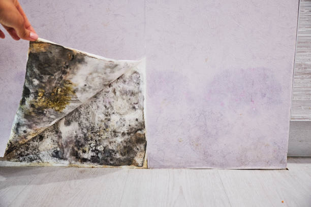 Best Mold Damage Repair  in Sunset Beach, NC